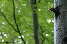 Schwarzspecht trägt taubes Ei aus