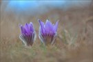 *Pulsatilla vulgaris*