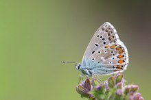 Himmelblauer Bläuling