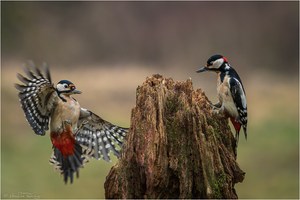 ++ Manderl & Weiberl ++