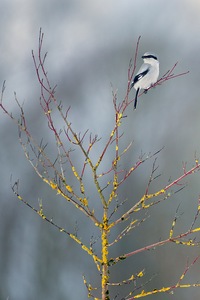 Ein seltener Wintergast
