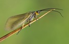 Nur eine Köcherfliege