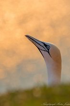 erstes mal Helgoland