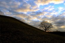 Die Eiche beim Sonnenuntergang