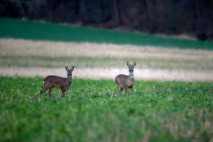 Ohne Tarnung