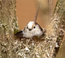 Schwanzmeise beim Nestbau