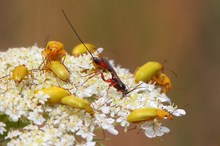 Riesenschlupfwespe mit Schwefelkäfern,nach NAMENKORREKTUR