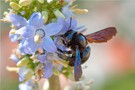 Blaue Holzbiene