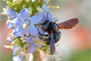 Blaue Holzbiene