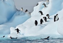 Den Pinguinen schmiltzt das Eis unter den Füßen weg...
