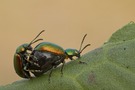 Dicke