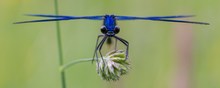 Crossed Blue Wings