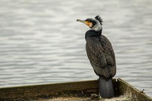 Kormoran im Prachtkleid