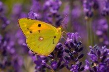 Postillon an Lavendel