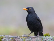 Amsel Männchen