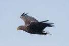 Seeadler im Flug