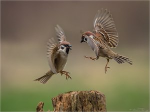 -- Let's Dance - -
