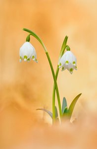 Der Frühling wird eingeläutet