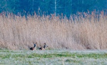 Relaxen in der Nachmittagsonne