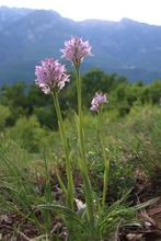 Blumen in der Landschaft