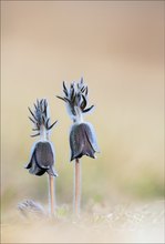 Dunkle Wiesenkuhschellen