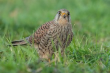 Turmfalke auf Augenhöhe