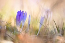 Krokusse nach dem Sturm