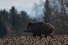 Wildschwein am Nachmittag