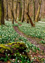 Im Märzenbecherwald