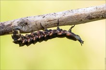 Großer Leuchtkäfer