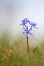 Zweiblättriger Blaustern