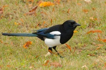 Elster  _auf der Herbstwiese