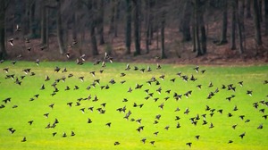 Großausflug der Stare