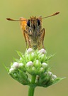 Ein Hübscher