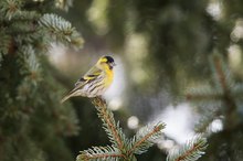 Erlenzeisig (Carduelis spinus)- male