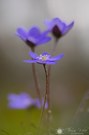 Leberblümchen