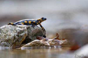 Salamander im Lebensraum