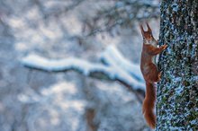 Eichhörnchen im Märchenland