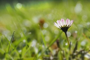 nur ein Gänseblümchen