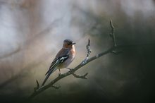 Buchfink (Fringilla coelebs)