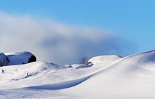 Bäumchen im Schnee