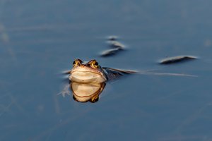 Moorfrosch-Spiegelung