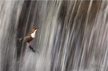 Wasseramsel-Dusche ...