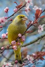 Grünfink im Frühling