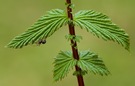 "Naturdetails"