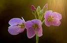 Hu, Hu für den Frühling!