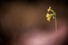 Die Schlüsselblume