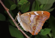 Kleiner Schillerfalter, Raupe-Puppe-Schlupf