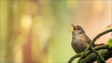 Zaunkönig (Eurasian wren)