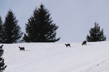 Sie sind wieder da ....